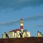 Pinguine stehen vor Leuchtturm auf der Isla Magdalena